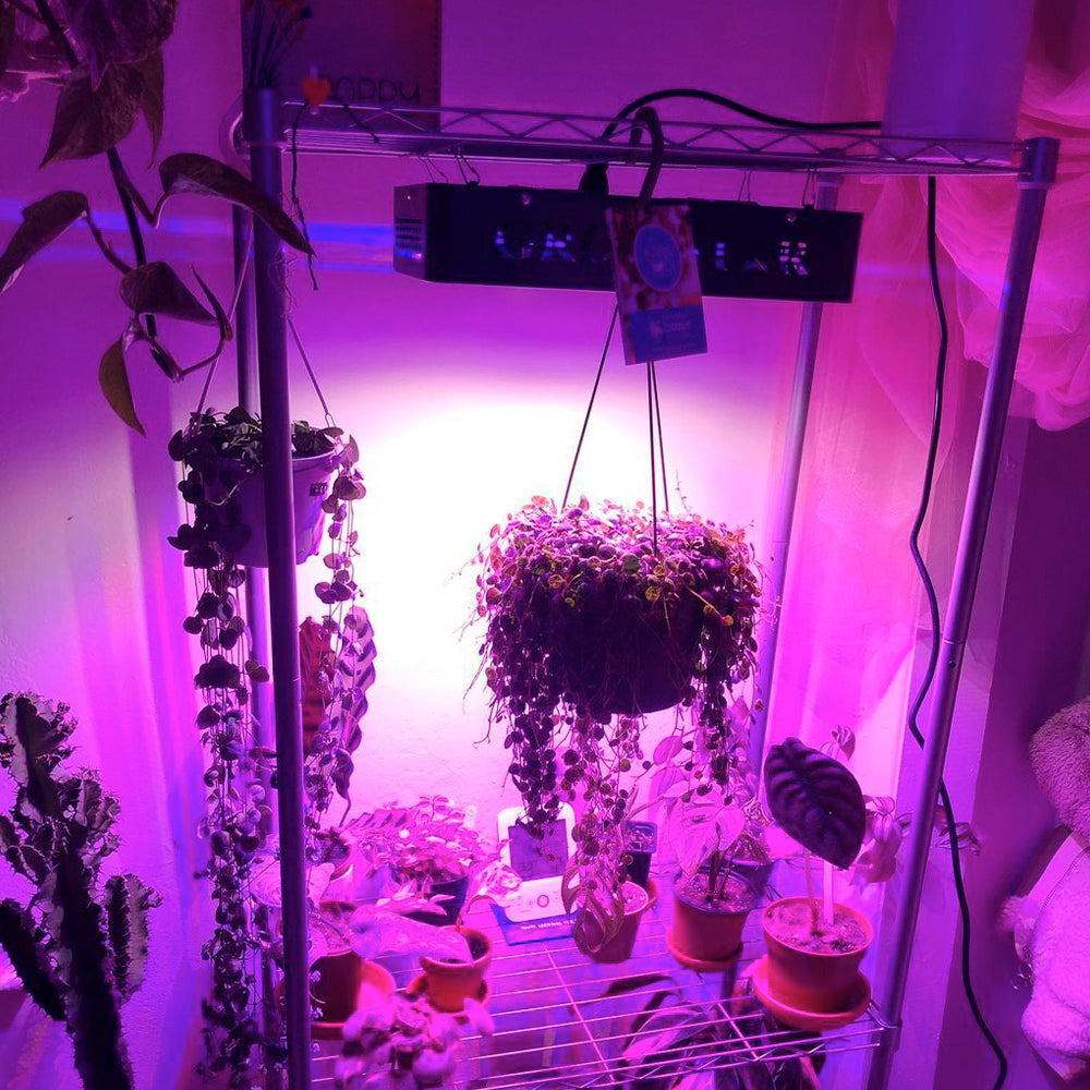Growing Plants With LEDs vs. Other Light Sources